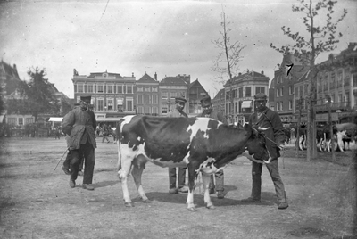 830873 Afbeelding van enkele veehandelaren met een koe op de veemarkt op het Vredenburg te Utrecht.